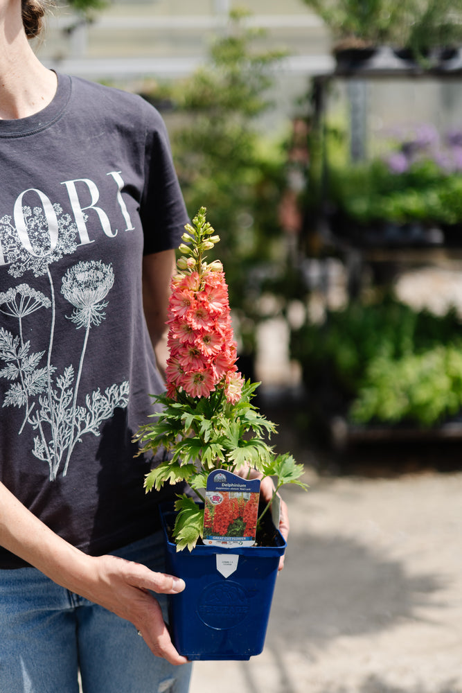Delphinium Elatum Red Lark