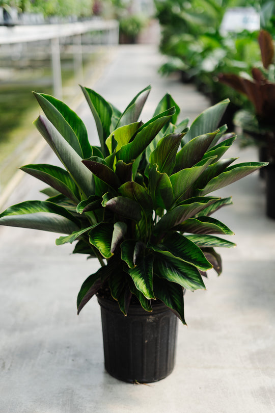 8" Calathea Beauty Star