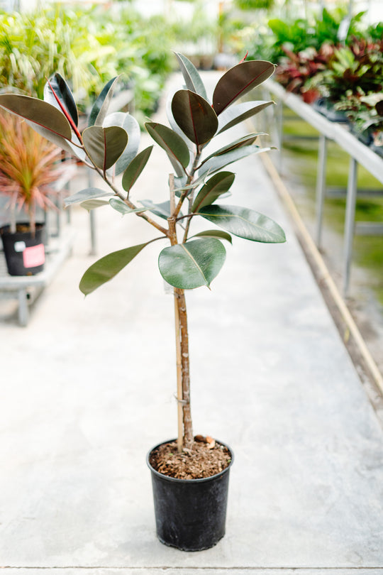 10" Ficus Elastica Burgundy "Rubber Tree"