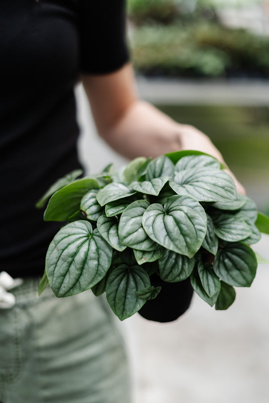 4" Peperomia Frost