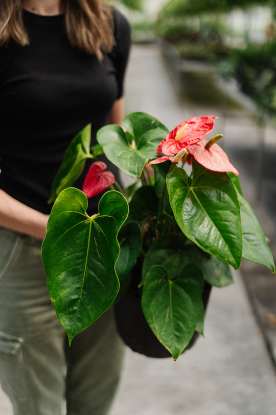 10" Anthurium Famous Leon