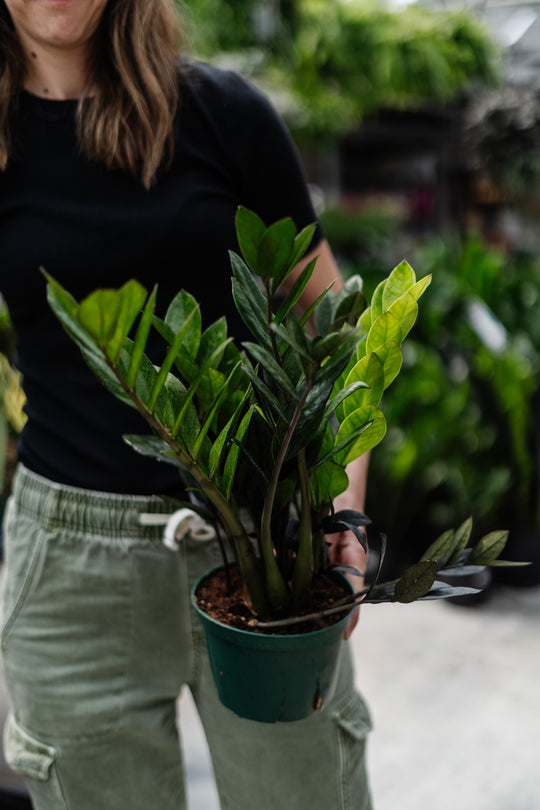 6" Zamioculcas Zamifolia ZZ Black Raven