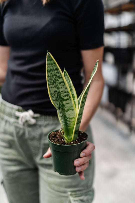 4" Sansevieria Superba