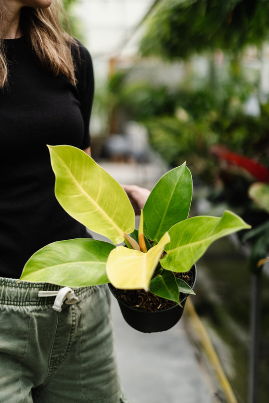 6" Philodendron Moonlight