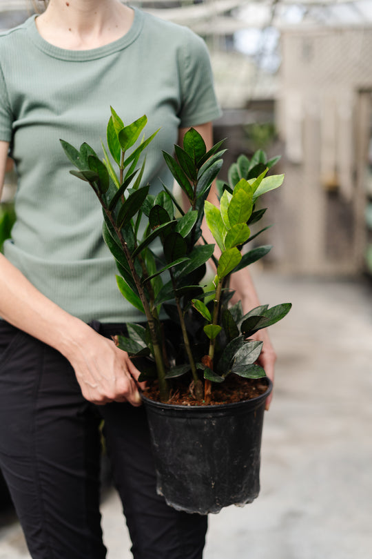 8" Zamioculcas Zamifolia Super Nova