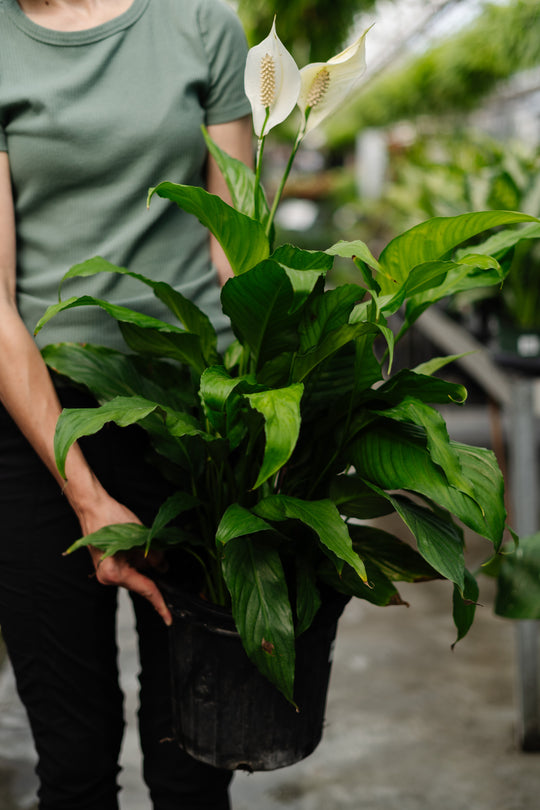 8" Spathiphyllum Sweet Pablo