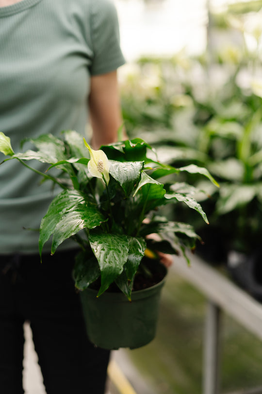 6" Spathiphyllum Flower Bunch