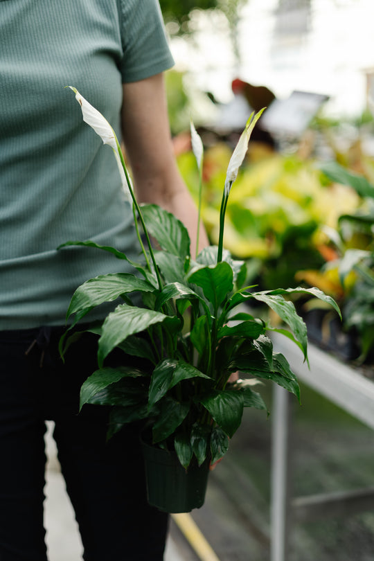 4" Spathiphyllum Flower Bunch