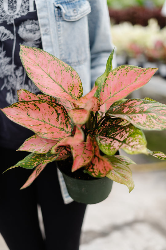 6" Aglaonema Beauty
