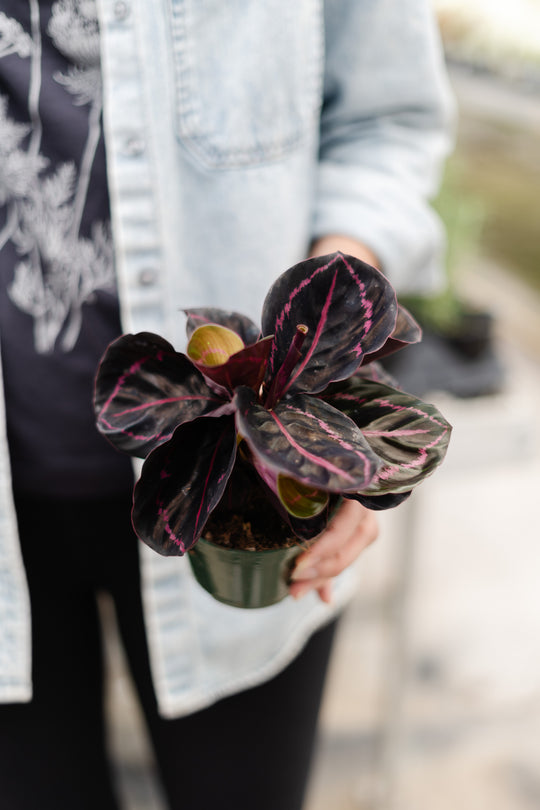 4" Calathea Dottie