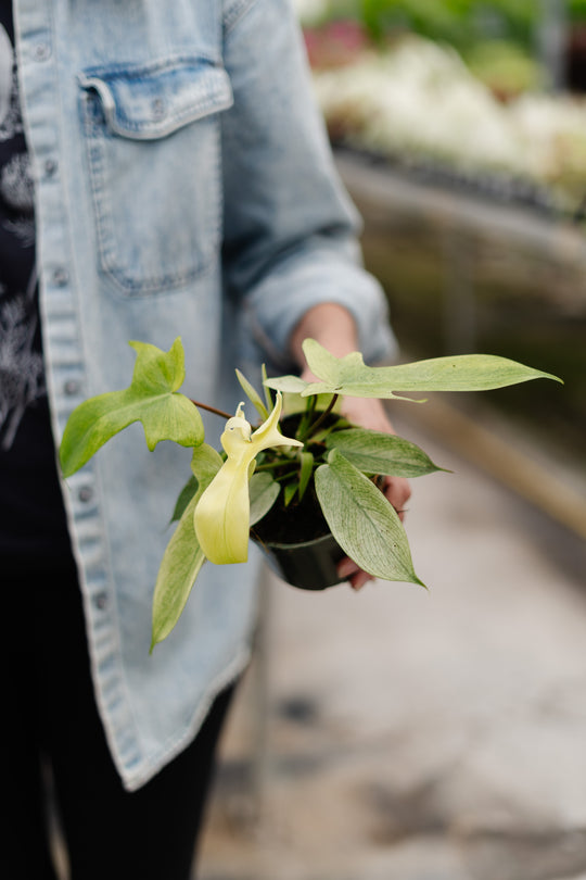 4" Philodendron Yellow Ghost