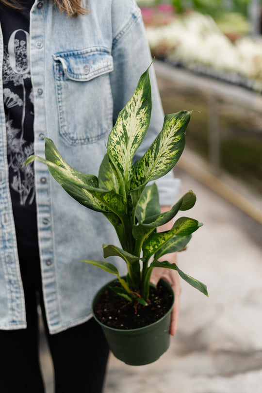 6" Dieffenbachia Sublime