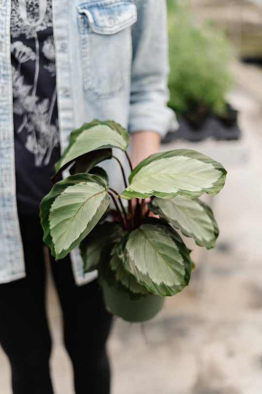 6" Calathea Northern Lights