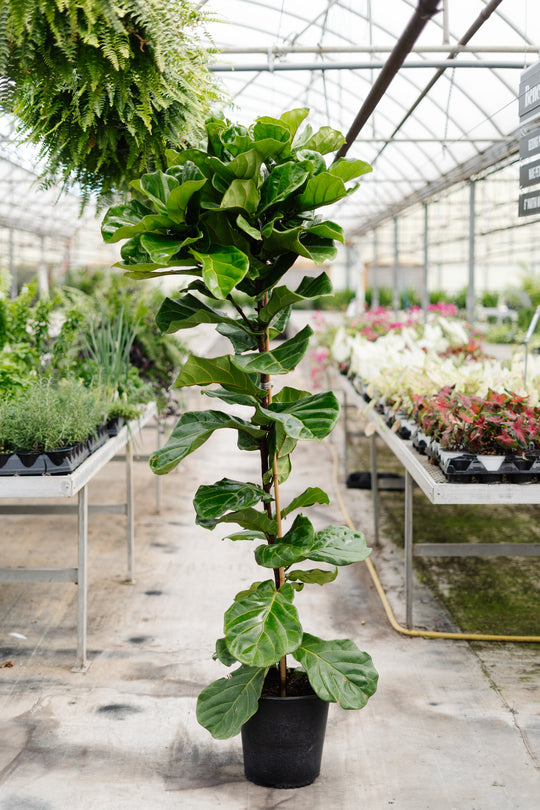 12" Ficus Lyrata Column