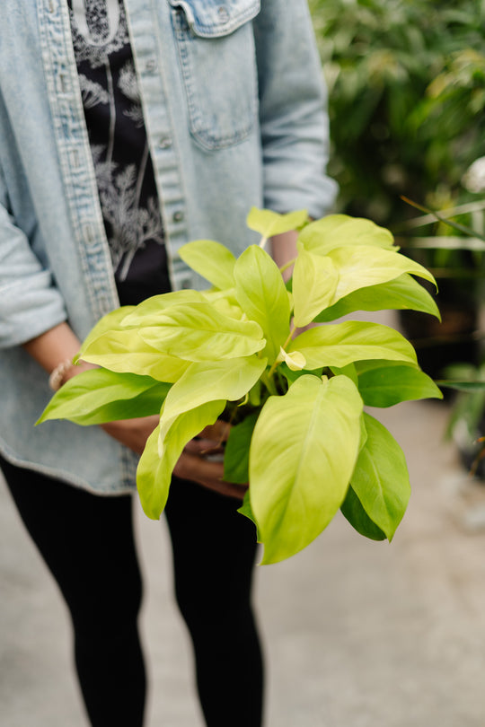 6" Philodendron Ceylon Beauty