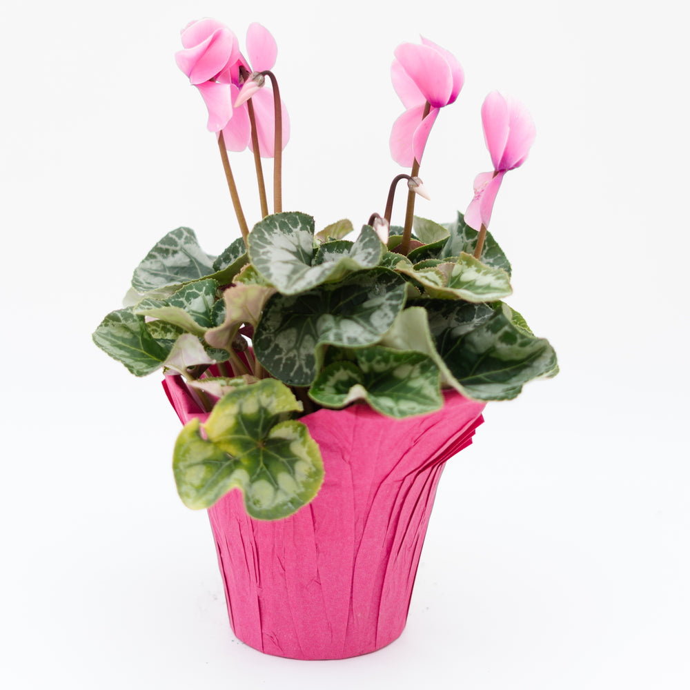 6" Cyclamen (Multiple Colours)