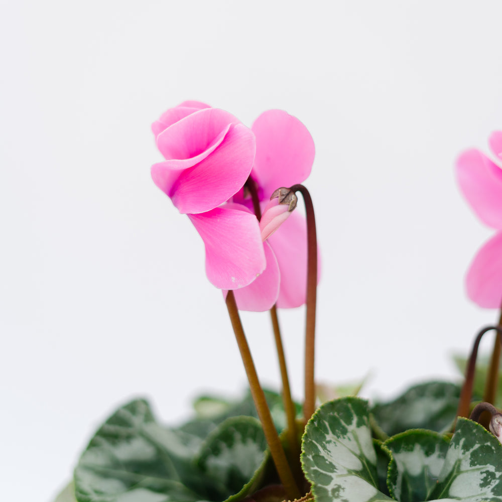 6" Cyclamen (Multiple Colours)