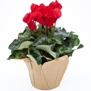 6" Cyclamen (Multiple Colours)