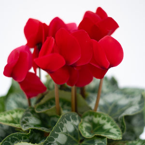 6" Cyclamen (Multiple Colours)