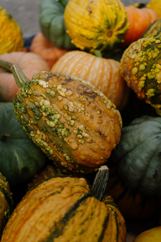 Large Warty Goblin Pumpkin