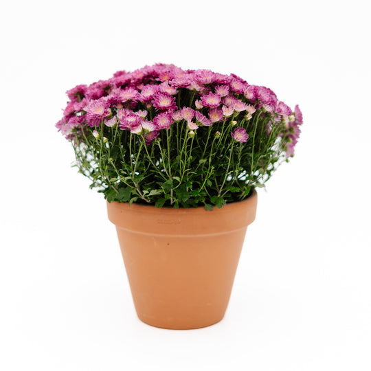 6" Chrysanthemum | Garden "Mum" (Various Colours)