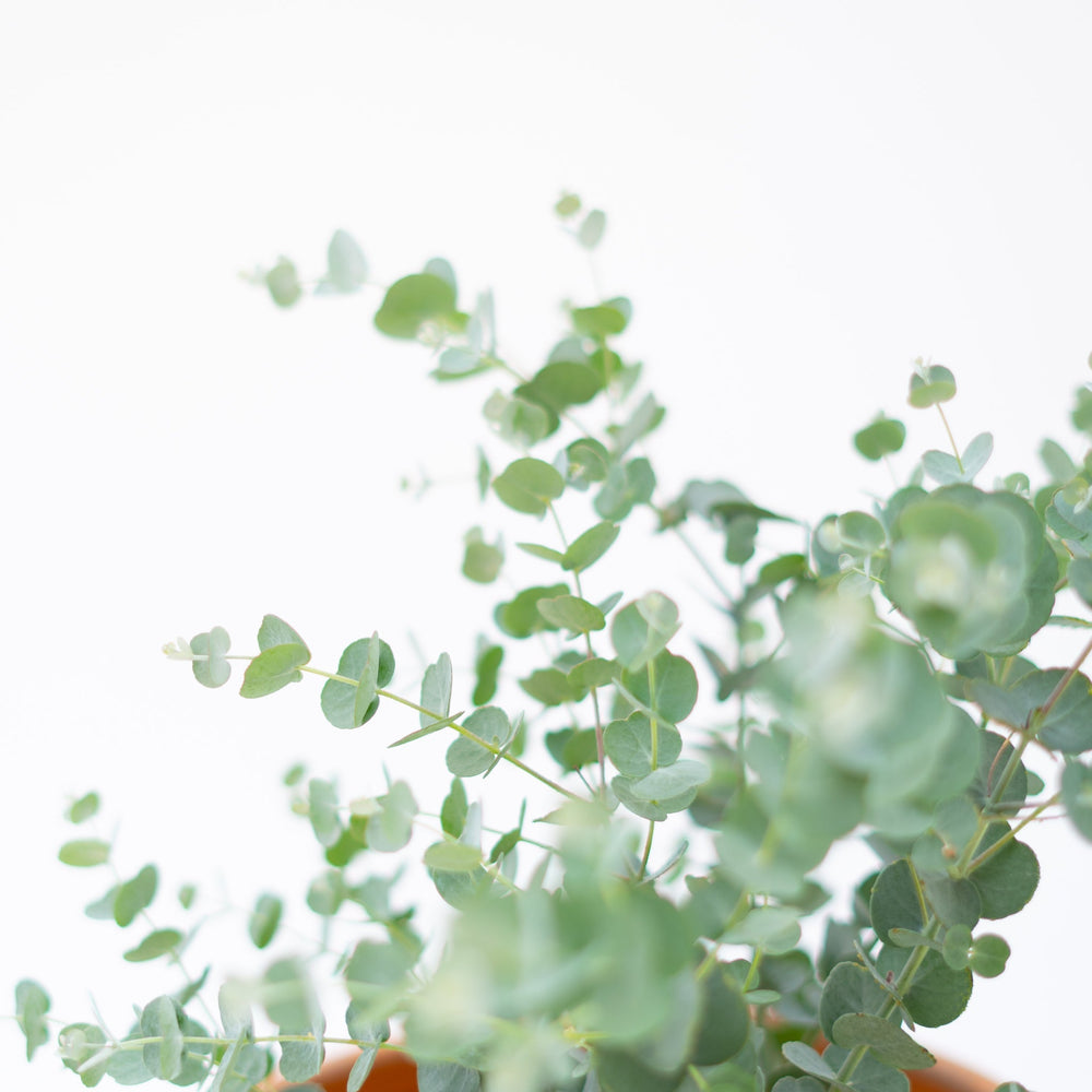 6" Glacier Eucalyptus - Windsor Symphony Orchestra