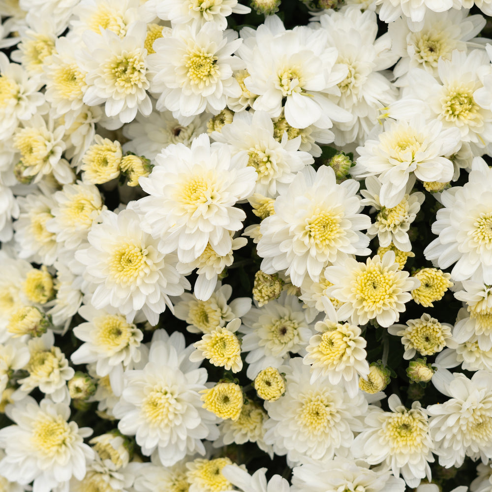 9" Chrysanthemum | Garden "Mum" (Various Colours)