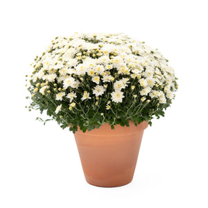 9" Chrysanthemum | Garden "Mum" (Various Colours)