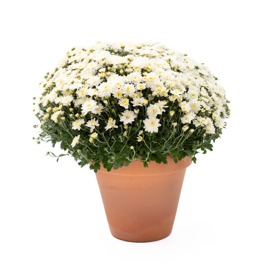10" Chrysanthemum | Garden "Mum" (Various Colours)
