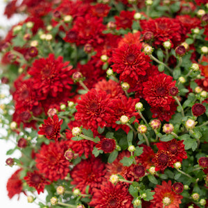 9" Chrysanthemum | Garden "Mum" (Various Colours)