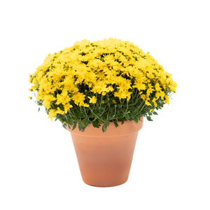 9" Chrysanthemum | Garden "Mum" (Various Colours)