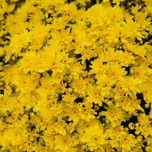 9" Chrysanthemum | Garden "Mum" (Various Colours)