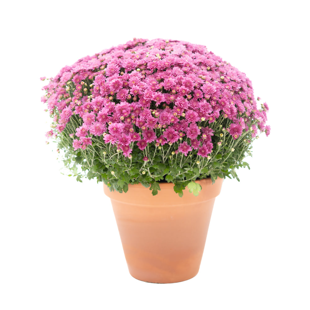 9" Chrysanthemum | Garden "Mum" (Various Colours)