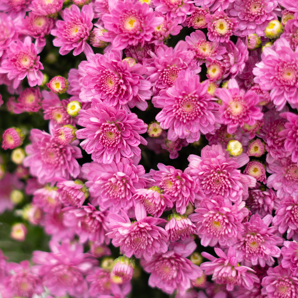 9" Chrysanthemum | Garden "Mum" (Various Colours)