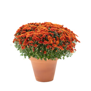 9" Chrysanthemum | Garden "Mum" (Various Colours)