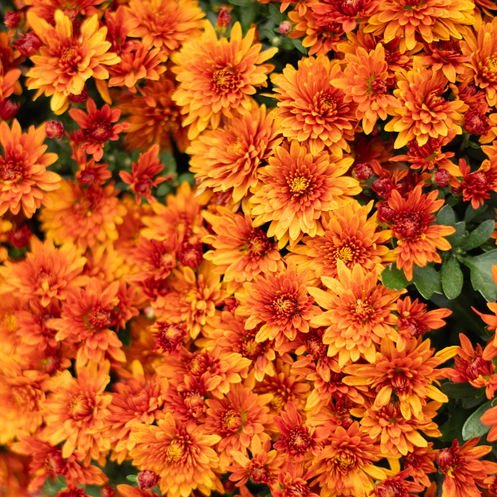 9" Chrysanthemum | Garden "Mum" (Various Colours)