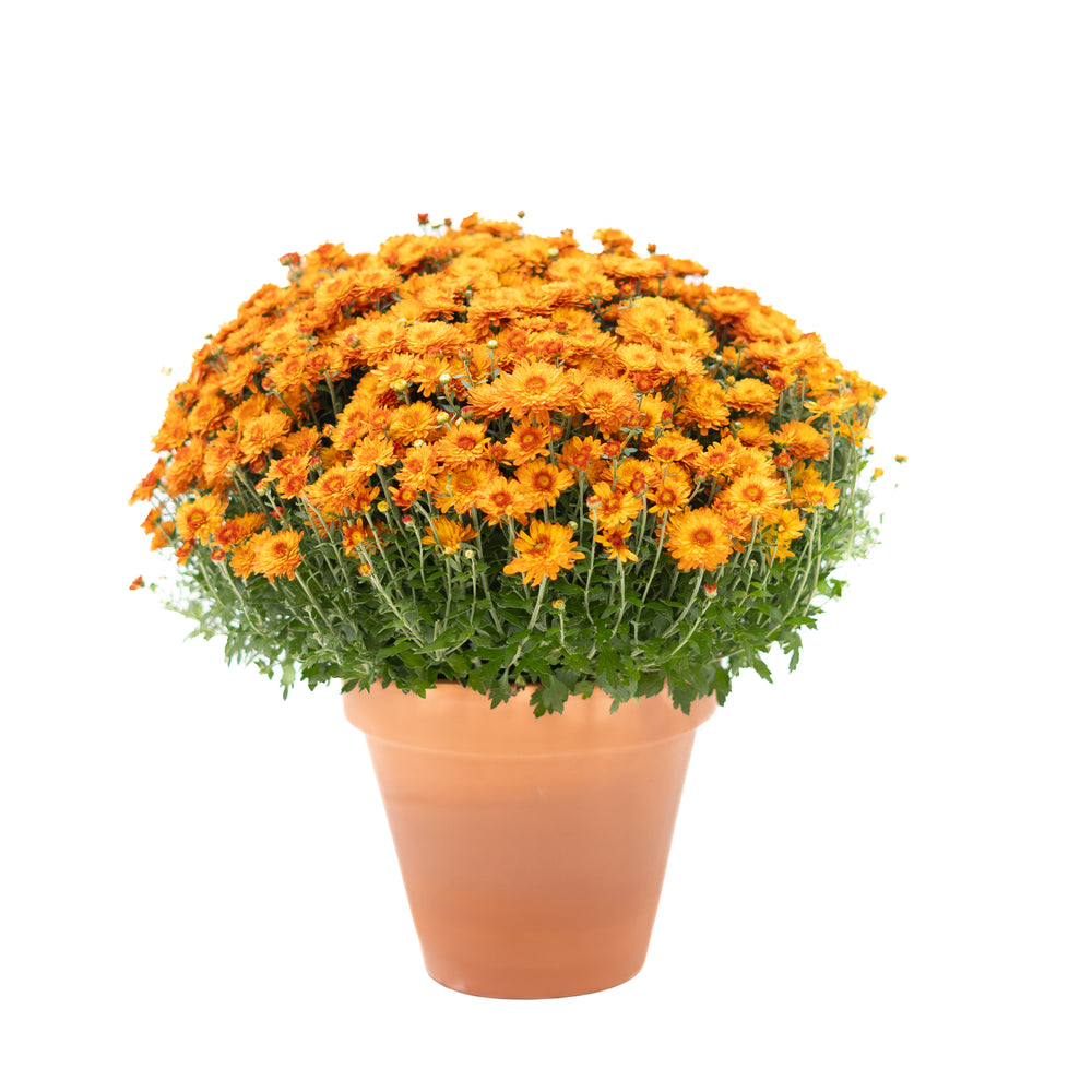 9" Chrysanthemum | Garden "Mum" (Various Colours)