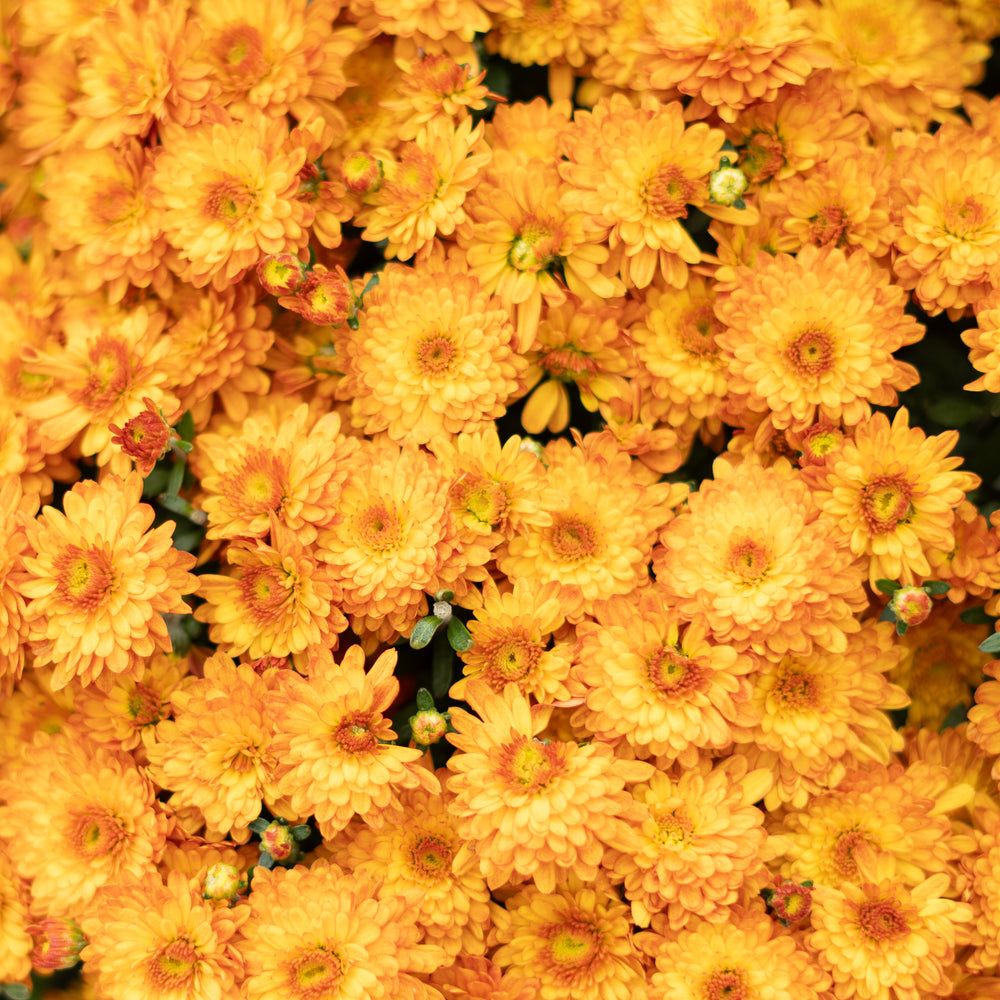 9" Chrysanthemum | Garden "Mum" (Various Colours)