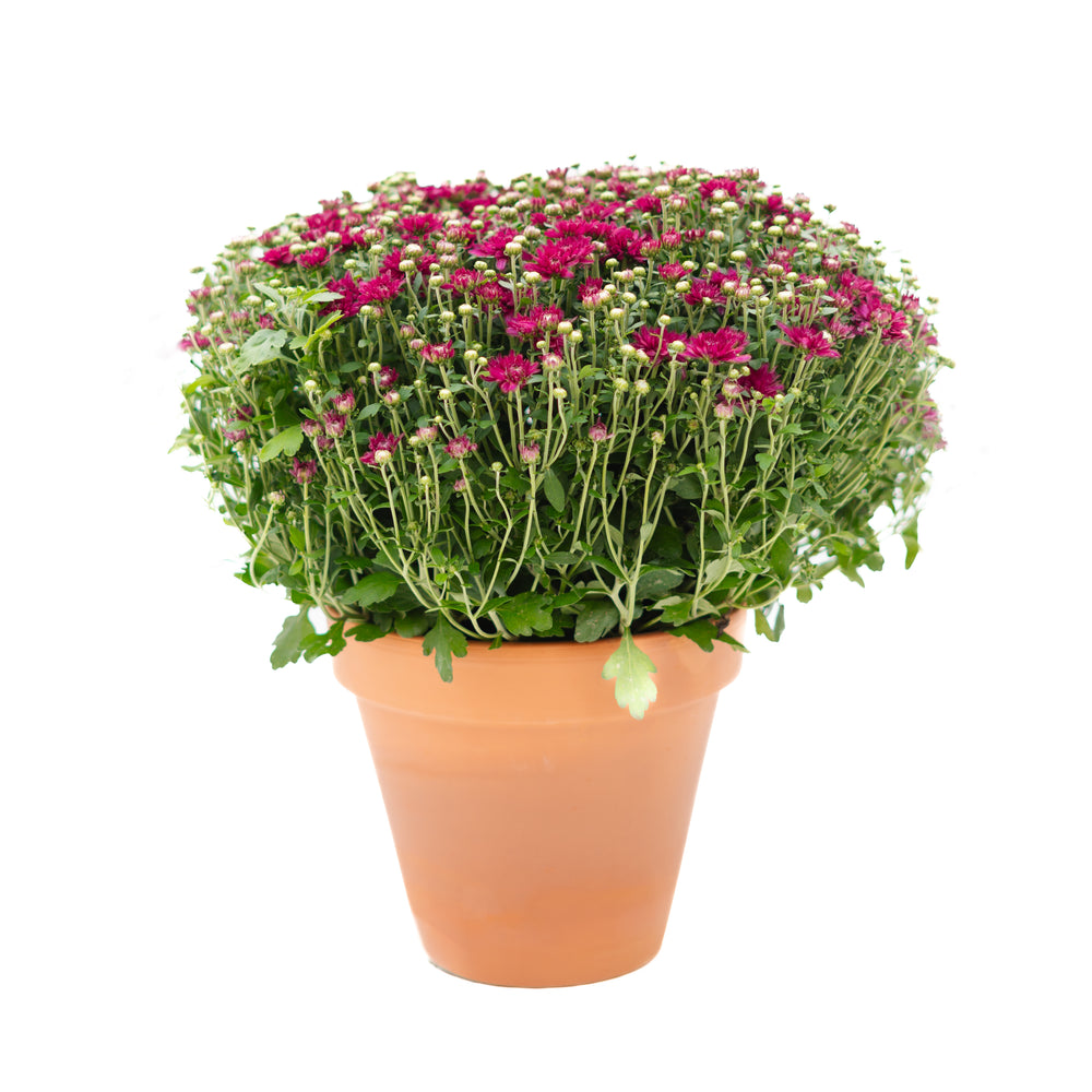 9" Chrysanthemum | Garden "Mum" (Various Colours)