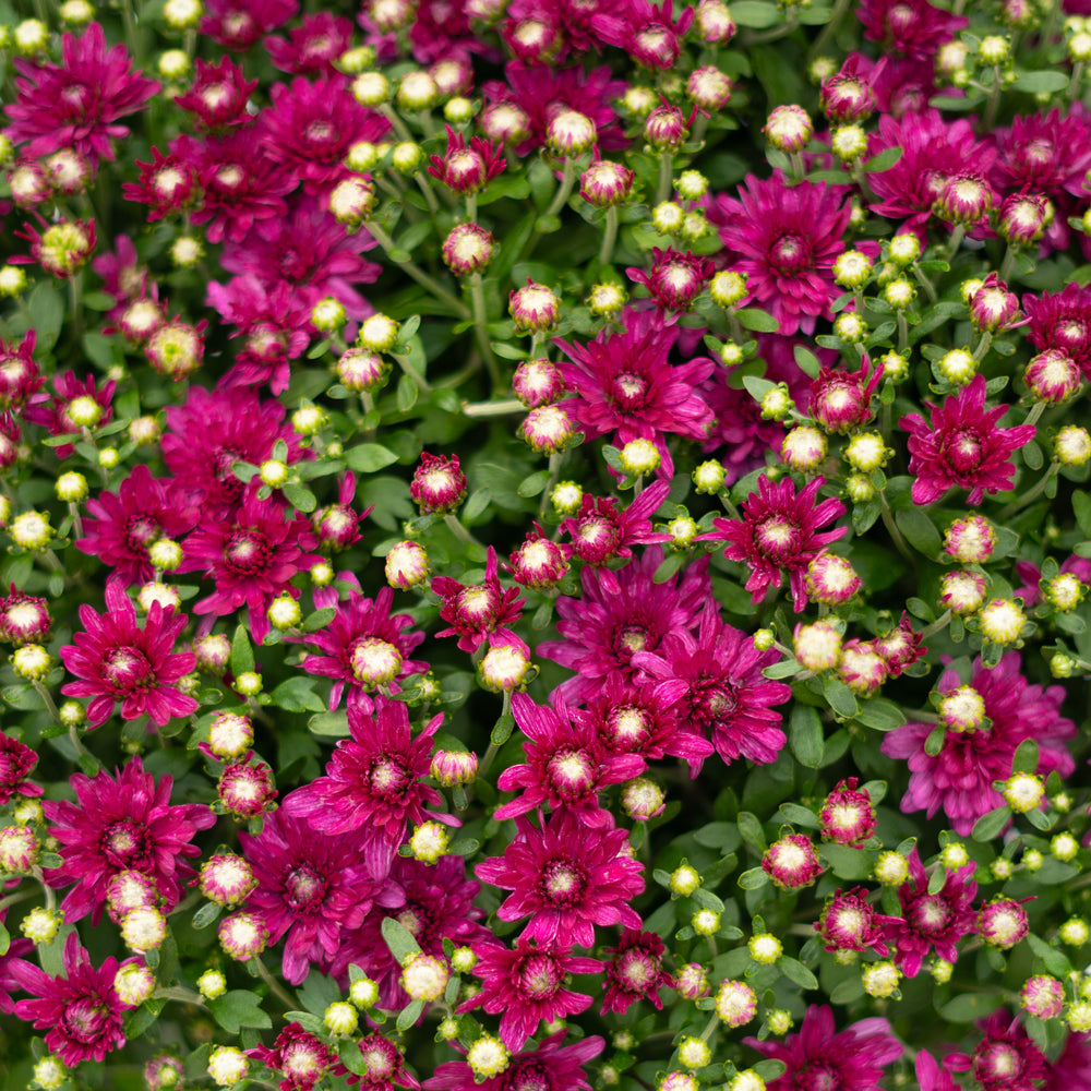 9" Chrysanthemum | Garden "Mum" (Various Colours)