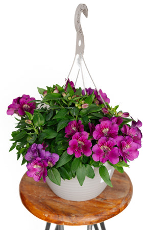 13” Alstromeria "Peruvian Lily" Hanging Basket (Multiple Colours)