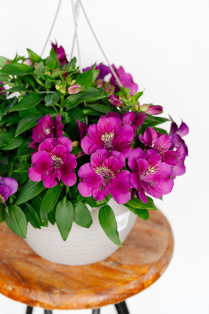 13” Alstromeria "Peruvian Lily" Hanging Basket (Multiple Colours)