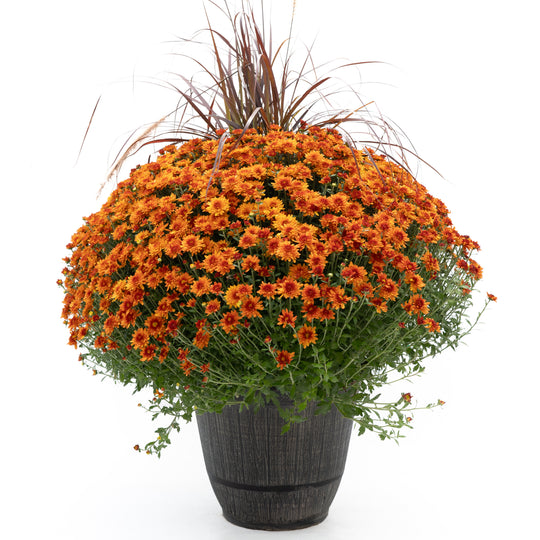14" Chrysanthemum | Garden "Mum" with Grass (Various Colours)