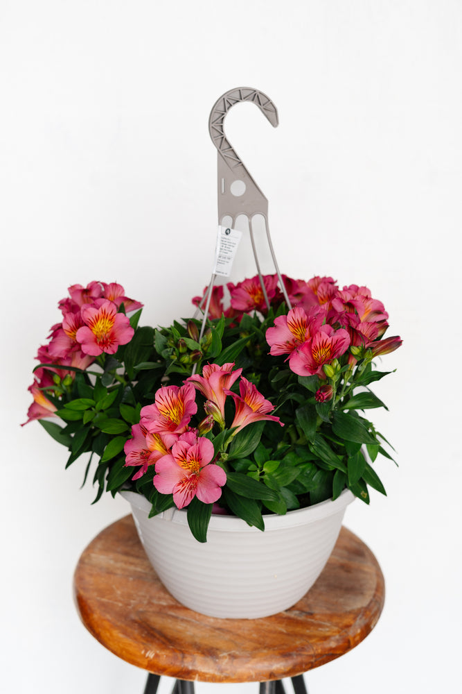 13” Alstromeria "Peruvian Lily" Hanging Basket (Multiple Colours)