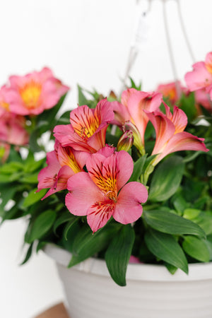 13” Alstromeria "Peruvian Lily" Hanging Basket (Multiple Colours)