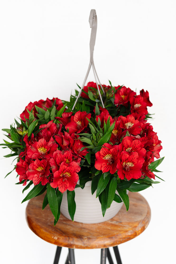 13” Alstromeria "Peruvian Lily" Hanging Basket (Multiple Colours)