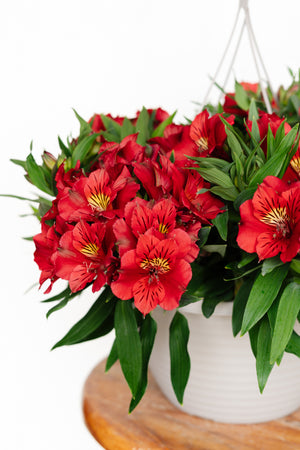 13” Alstromeria "Peruvian Lily" Hanging Basket (Multiple Colours)