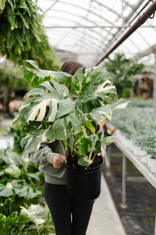 10 in monstera 10" Monstera Thai Constellation – Anna's Garden, Home & Wellness