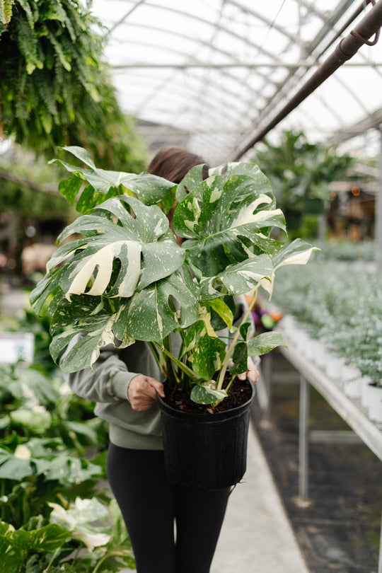 10" Monstera Thai Constellation