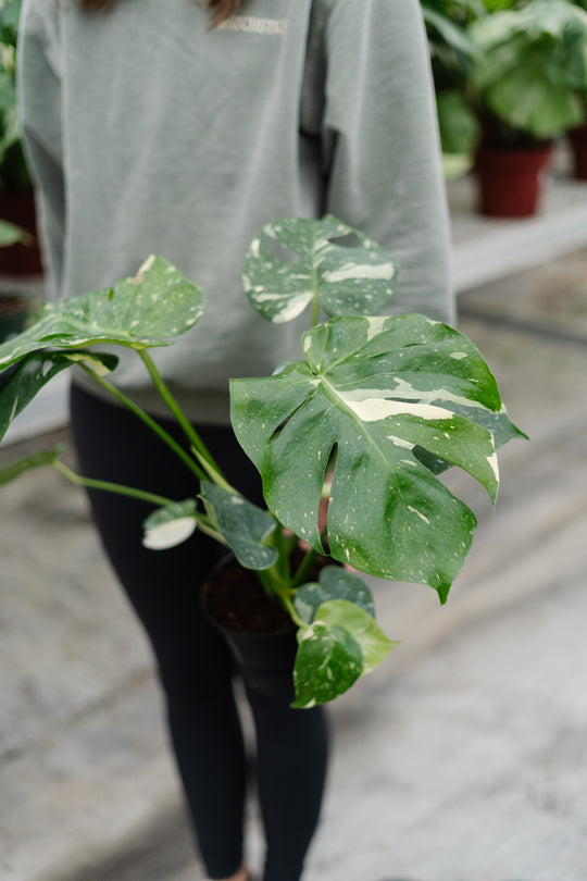 6" Monstera Thai Constellation
